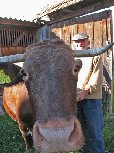 Saliste – un amour de vache – élevage familial.
