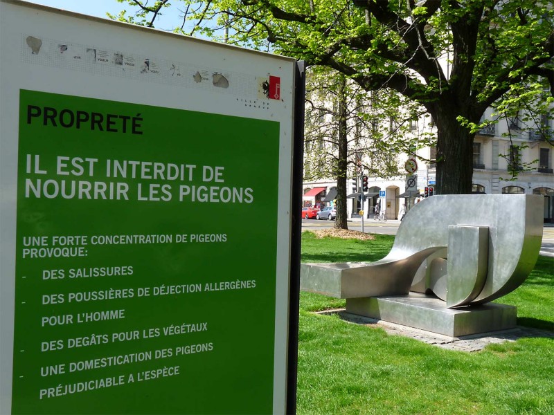 YPH-2013-06-05-pigeon-w