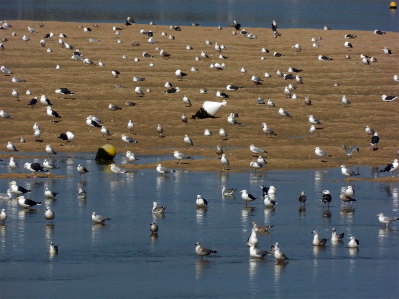 YPH-2014-09-09-mouettes-w