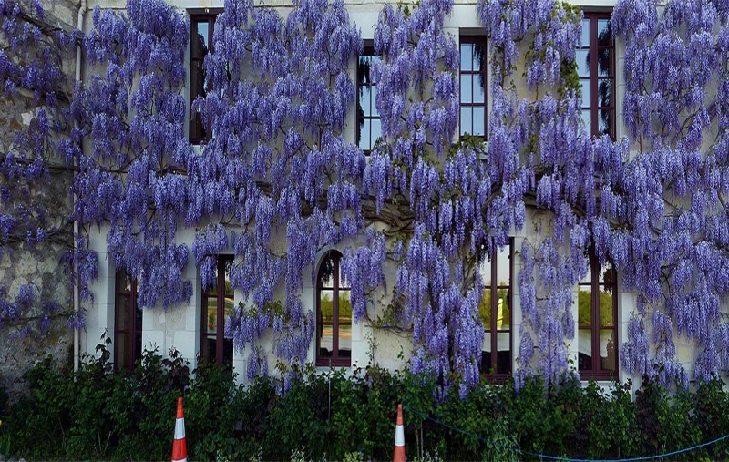 YPH-2015-04-19-glycine