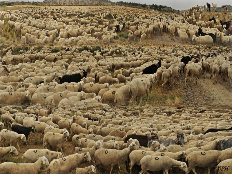 YPH-2015-06-15--moutons-Bardenas-w