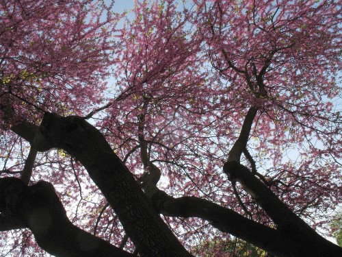 YPH-2010-04-25-7718w